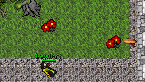Lewirot on screen