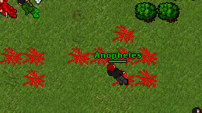 Anopheles on screen