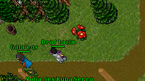 Draf tazim on screen