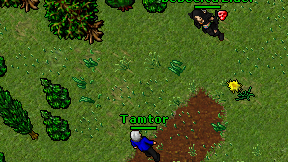 Tamtor on screen