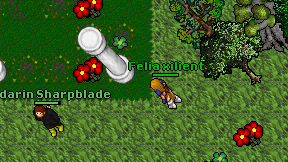 Felia xilient on screen