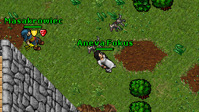 Aneva Fokus on screen