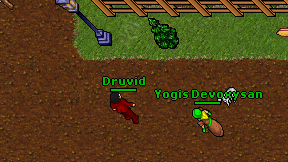 Druvid on screen