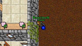 Rascioch on screen