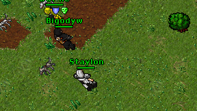 Staylon on screen