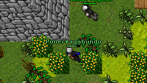 Ponei Vagabundo on screen