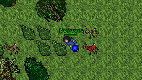 Kviczus on screen
