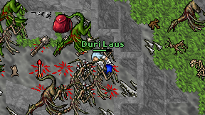 Duri Laus on screen