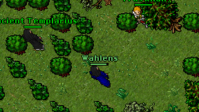 Wahlens on screen