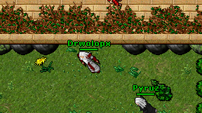 Drwolopx on screen