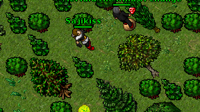 Sajikiss on screen