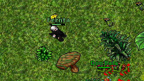 Fernta on screen