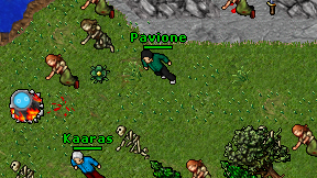 Pavione on screen