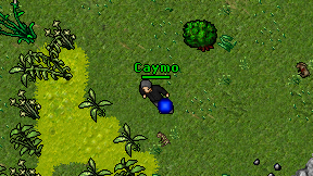 Caymo on screen