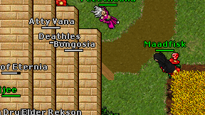 Anacconda on screen