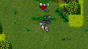 Gold Sapeca on screen