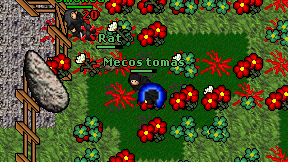 Mecos tomas on screen