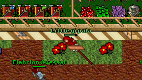 Little gi pala on screen