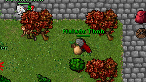 Malado Thob on screen