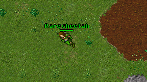 Rare cheetah on screen