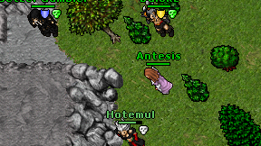 Antesis on screen