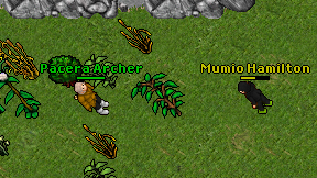 Pacera Archer on screen