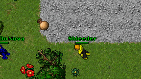 Shleeder on screen