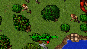 Tarantallegris on screen