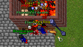 Grey Dog on screen