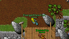 Forgotten Cat on screen