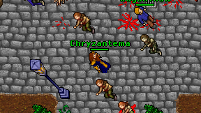 Chryzantema on screen