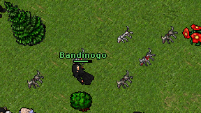 Bandinogo on screen