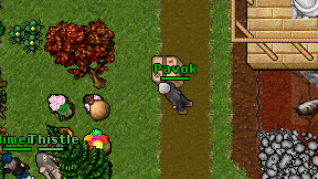 Pavok on screen