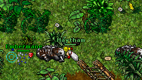Haytham on screen