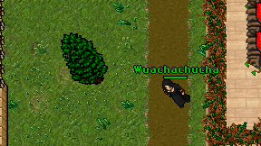 Wuachachucha on screen