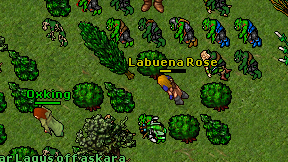 Labuena Rose on screen