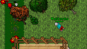 Waltorbs on screen