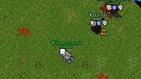 Wise hawk on screen