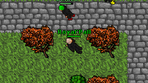 Royal'Pall on screen