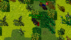 Zaconha on screen