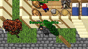 Sensei Bandito on screen