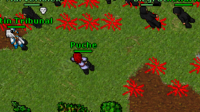 Puche on screen