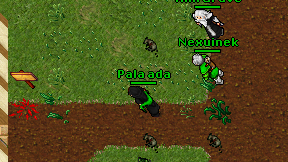 Pala ada on screen