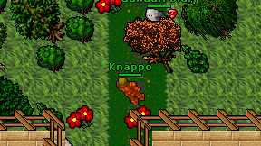 Knappo on screen