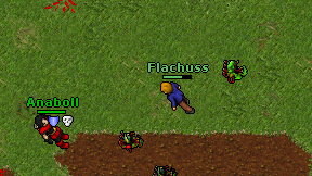 Flachuss on screen