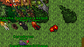 Crazy kelpie on screen