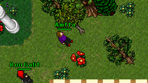 Amffa on screen