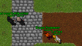 Dago Summer on screen