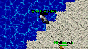 Wild Buradub on screen