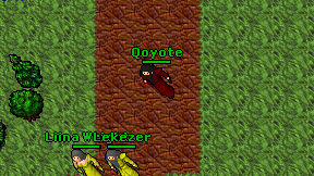 Qoyote on screen
